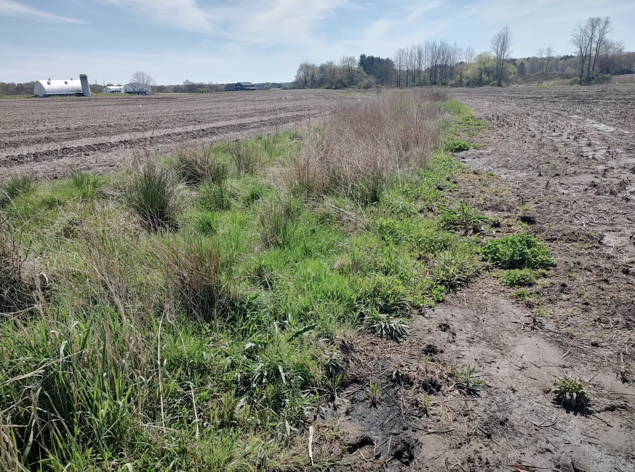 Remnant wetland area showing effects of drainage infrastructure with maintained and unmaintained ditches affecting wetland hydrology